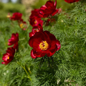 Tenuifolia Flower seeds for Planting Seasonal Bloomer Heirloom & GMO Free Seeds for Home Garden 
 
 Sale seeds for home garden planting
