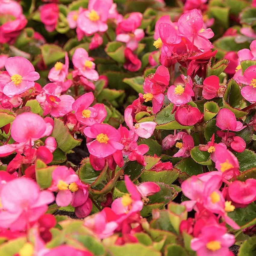 Begonia Semperflorens Flower seeds for Planting Garden Favorite Heirloom & GMO Free Seeds for Home Garden 
 
 Sale seeds for home garden planting