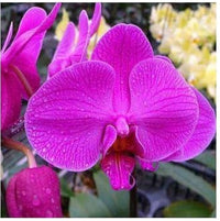 Thick Pink Orchid Flower seeds for Planting Fragrant Blossoms Heirloom & GMO Free Seeds for Home Garden 
 
 Sale seeds for home garden planting