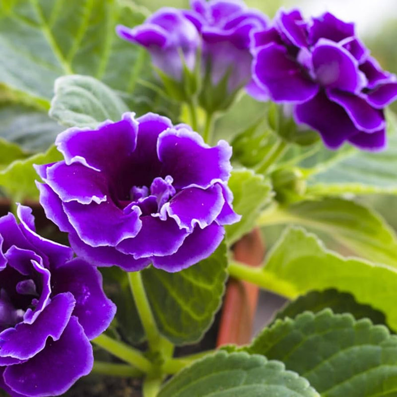 Sinningia Flower seeds for Planting Compact Growth Heirloom & GMO Free Seeds for Home Garden 
 
 Sale seeds for home garden planting
