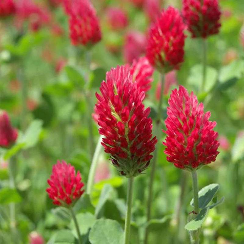 Crimson Flower seeds for Planting Colorful Display Heirloom & GMO Free Seeds for Home Garden 
 
 Sale for planting in home garden