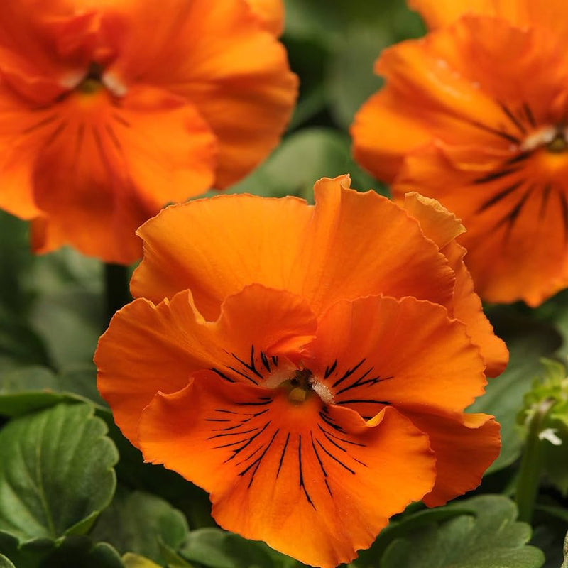 Orange Frizzle Sizzle Flower seeds for Planting - Perfect for Borders, Heirloom & GMO Free Seeds for Home Garden
 
 Sale for planting in home garden