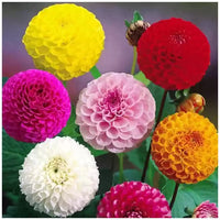 Dahlia Flower seeds for Planting Compact Growth Heirloom & GMO Free Seeds for Home Garden 
 
 Sale seeds for home garden planting