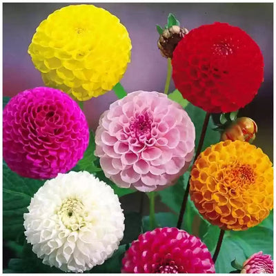 100 Pcs
