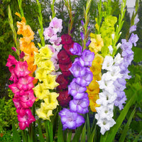 Gladiolus mic Flower Planting Seeds for Vibrant Garden Blooms