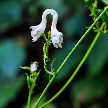 White Swan Flower seeds for Planting Long Bloom Season Heirloom & GMO Free Seeds for Home Garden 
 
 Sale seeds for home garden planting