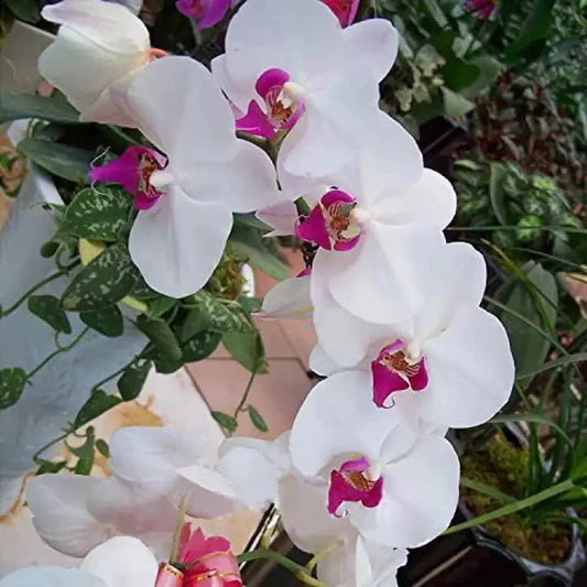 White Butterfly Orchid Flower seeds for Planting - Long Bloom Season, Heirloom & GMO Free Seeds for Home Garden