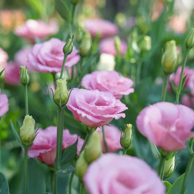 Pink Lisianthus Flower seeds for Planting Compact Growth Heirloom & GMO Free Seeds for Home Garden
 
 Sale seeds for home garden planting