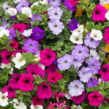 Mixed Laura Flower seeds for Planting Wildflower Mix Heirloom & GMO Free Seeds for Home Garden 
 
 Sale seeds for home garden planting