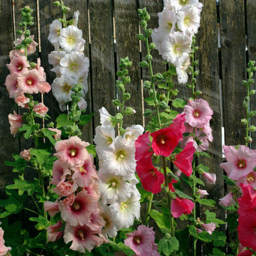 Hollyhock Flower seeds for Planting Pollinator Friendly Heirloom & GMO Free Seeds for Home Garden
 
 Sale seeds for home garden planting