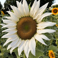 White Sunflower Flower seeds for Planting - Seasonal Bloomer, Heirloom & GMO Free Seeds for Home Garden
 
 Sale seeds for home garden