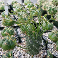 Euphorbia Spiralis Flower seeds for Planting Colorful Display Heirloom & GMO Free Seeds for Home Garden 
 
 Sale seeds for home garden planting