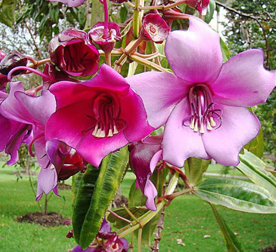 Meriania Nobilis Flower seeds for Planting Garden Favorite Heirloom & GMO Free Seeds for Home Garden 
 
 Sale for planting in home garden