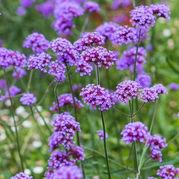 Verbena Flower seeds for Planting Drought Tolerant Heirloom & GMO Free Seeds for Home Garden 
 
 Sale seeds for home garden planting