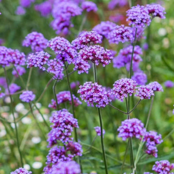 Purple Verbena Flower seeds for Planting Wildflower Mix Heirloom & GMO Free Seeds for Home Garden