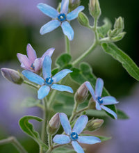 Rare Tweedia Flower seeds for Planting - Drought Tolerant, Heirloom & GMO Free Seeds for Home Garden
 
 Sale seeds for planting in home garden