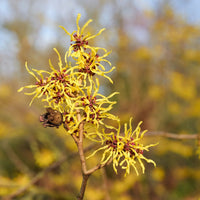 Zaubernuss Hamamelis Flower seeds for Planting - Easy to Grow, Heirloom & GMO Free Seeds for Home Garden
 
 Sale seeds for planting in home garden