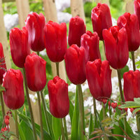 Tulip Bulbs Flower seeds for Planting Easy to Grow Heirloom & GMO Free Seeds for Home Garden 
 
 Sale for planting in home garden