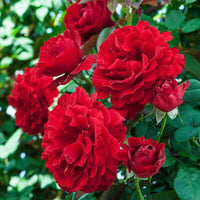 Red Climbing Rose Flower seeds for Planting Shade Tolerant Heirloom & GMO Free Seeds for Home Garden
 
 Sale seeds for home garden planting