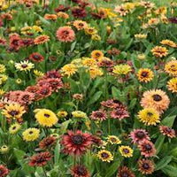 Rudbeckia Sahar Flower seeds for Planting - Hardy Variety, Heirloom & GMO Free Seeds for Home Garden
 
 Sale seeds for home garden