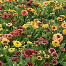 Rudbeckia Sahar Flower seeds for Planting - Hardy Variety, Heirloom & GMO Free Seeds for Home Garden
 
 Sale seeds for home garden
