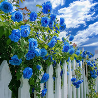 Blue Climbing Rose Flower seeds for Planting Bright Blooms Heirloom & GMO Free Seeds for Home Garden