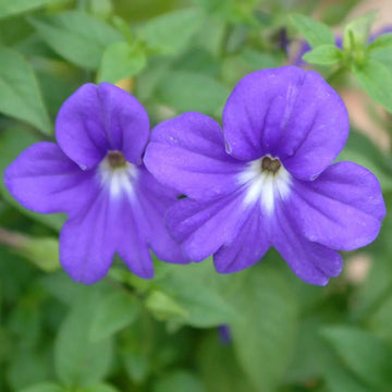 Violet Browallia Flower seeds for Planting - Seasonal Bloomer, Heirloom & GMO Free Seeds for Home Garden
 
 Sale for planting in home garden