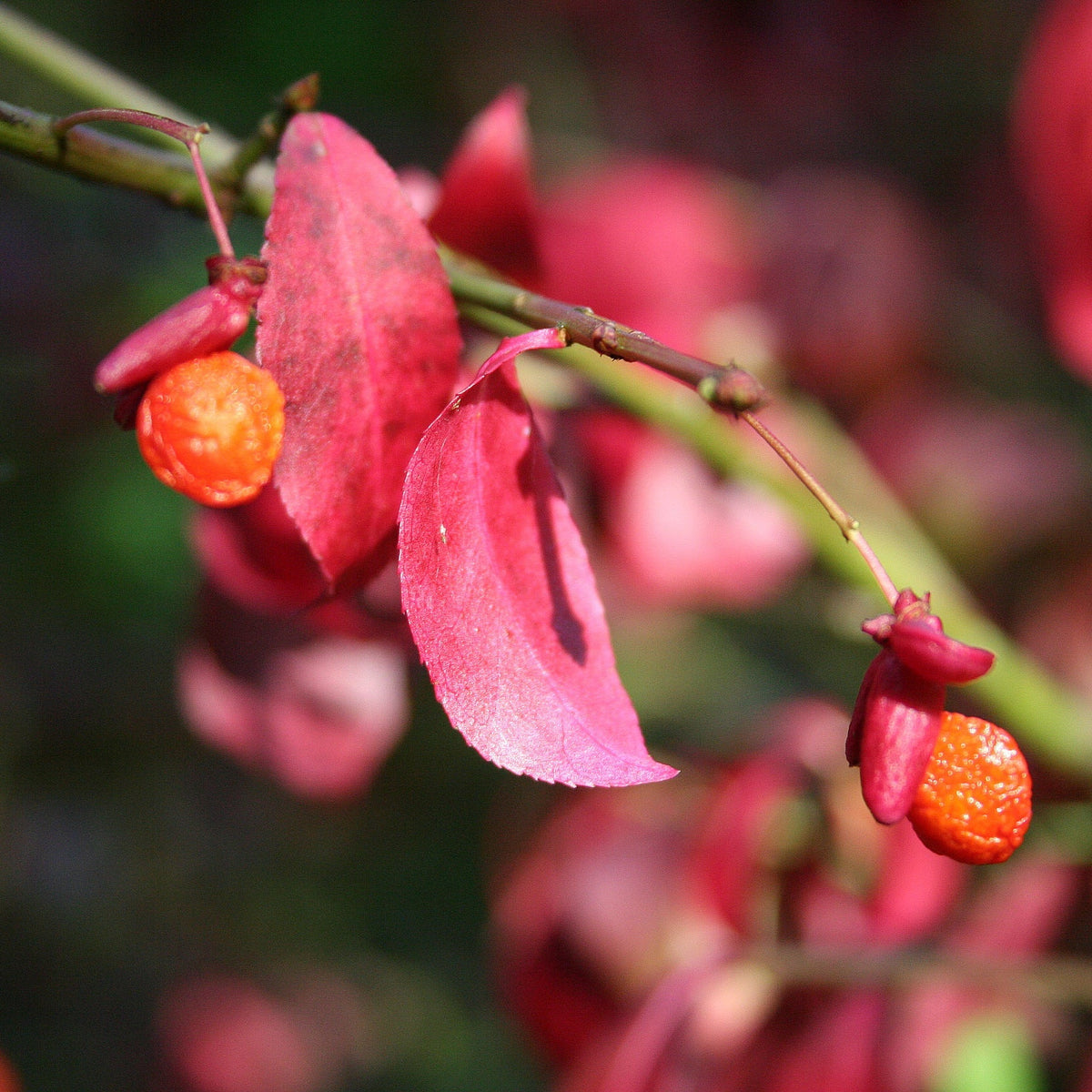 Red Burning Bush Flower seeds for Planting - Fragrant Blossoms, Heirloom & GMO Free Seeds for Home Garden
 
 Sale for planting in home garden