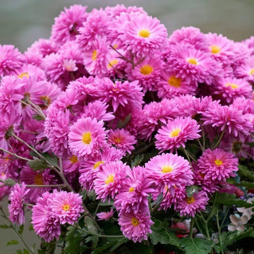 Yellow Pink Chrysanthemum Flower seeds for Planting Cut Flower Favorite Heirloom & GMO Free Seeds for Home Garden 
 
 Sale seeds for home garden planting