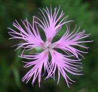 Dianthus Superbus Flower seeds for Planting Wildflower Mix Heirloom & GMO Free Seeds for Home Garden 
 
 Sale seeds for home garden planting
