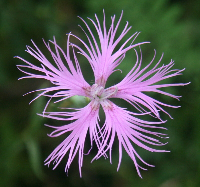 Dianthus Superbus Flower seeds for Planting Wildflower Mix Heirloom & GMO Free Seeds for Home Garden 
 
 Sale seeds for home garden planting