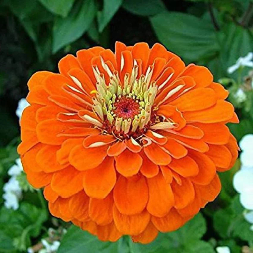 Orange Anthemoides Flower seeds for Planting - Colorful Display, Heirloom & GMO Free Seeds for Home Garden
 
 Sale seeds for planting in home garden