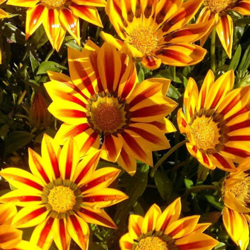 Yellow Red Gazania Rigens Flower seeds for Planting - Premium Quality, Heirloom & GMO Free Seeds for Home Garden
 
 Sale seeds for home garden
