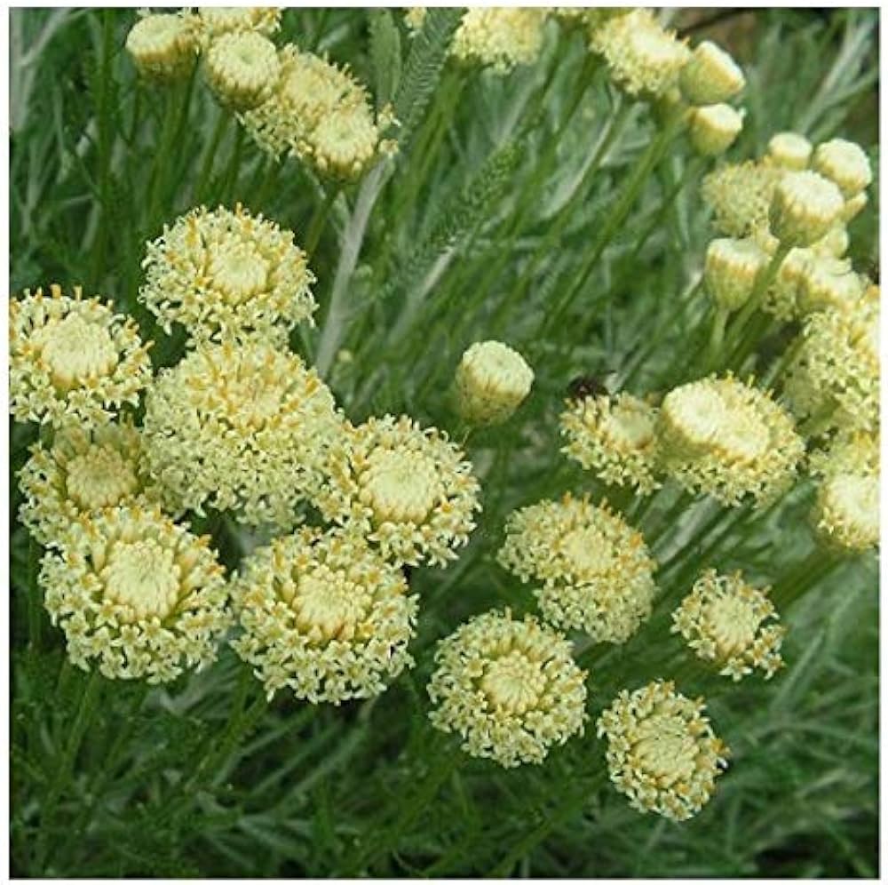 Santolina Etrusca Flower seeds for Planting Long Bloom Season Heirloom & GMO Free Seeds for Home Garden 
 
 Sale seeds for home garden planting