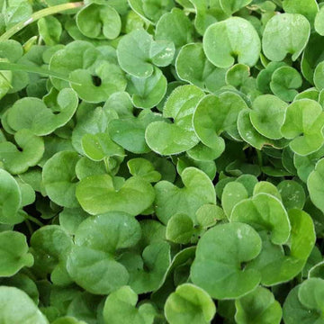 Dichondra Flower seeds for Planting Vibrant Colors Heirloom & GMO Free Seeds for Home Garden 
 
 Sale seeds for home garden planting