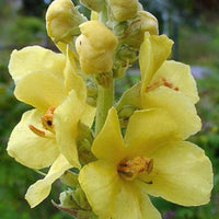 Yellow Densiflorum Flower seeds for Planting - Perfect for Borders, Heirloom & GMO Free Seeds for Home Garden
 
 Sale seeds for home garden