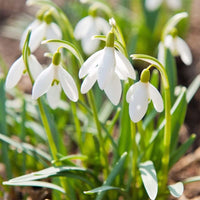 White Galanthus Flower seeds for Planting Garden Favorite Heirloom & GMO Free Seeds for Home Garden 
 
 Sale seeds for home garden planting