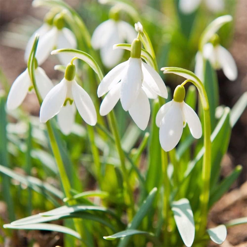 White Galanthus Flower seeds for Planting Garden Favorite Heirloom & GMO Free Seeds for Home Garden 
 
 Sale seeds for home garden planting