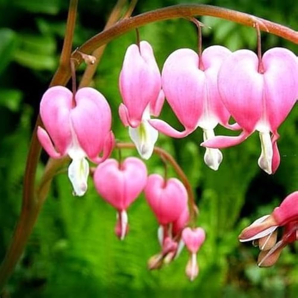 Bleeding Heart Flower seeds for Planting Hardy Variety Heirloom & GMO Free Seeds for Home Garden 
 
 Sale seeds for home garden planting