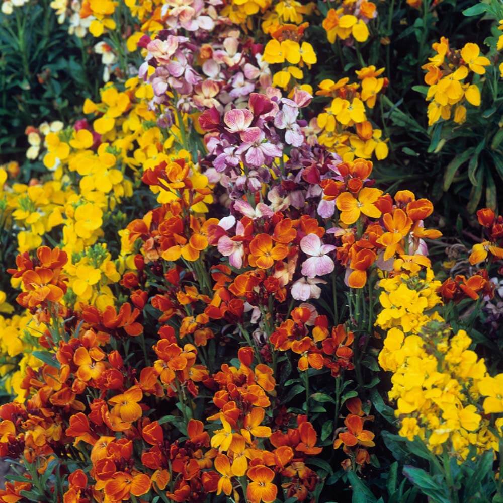 Mixed Cheiranthus Flower seeds for Planting - Garden Favorite, Heirloom & GMO Free Seeds for Home Garden
 
 Sale seeds for home garden