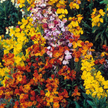 Mixed Cheiranthus Flower seeds for Planting - Garden Favorite, Heirloom & GMO Free Seeds for Home Garden
 
 Sale seeds for home garden