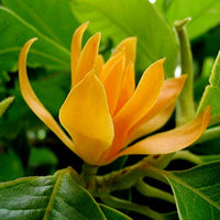 Chempaca Flower seeds for Planting - Fragrant Blossoms, Heirloom & GMO Free Seeds for Home Garden
 
 Sale seeds for planting in home garden