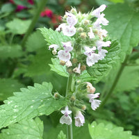 Catnip Nepeta Flower seeds for Planting Hardy Variety Heirloom & GMO Free Seeds for Home Garden 
 
 Sale seeds for home garden planting