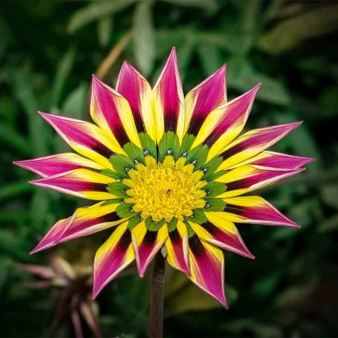 Pink Yellow Gazania Flower seeds for Planting Premium Quality Heirloom & GMO Free Seeds for Home Garden 
 
 Sale seeds for home garden planting