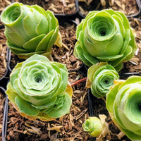 Aamish Succulent Flower seeds for Planting Easy to Grow Heirloom & GMO Free Seeds for Home Garden 
 
 Sale seeds for home garden planting