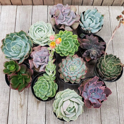 100 Pcs