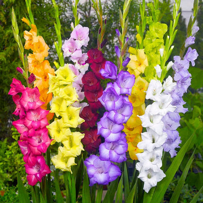100 Pcs