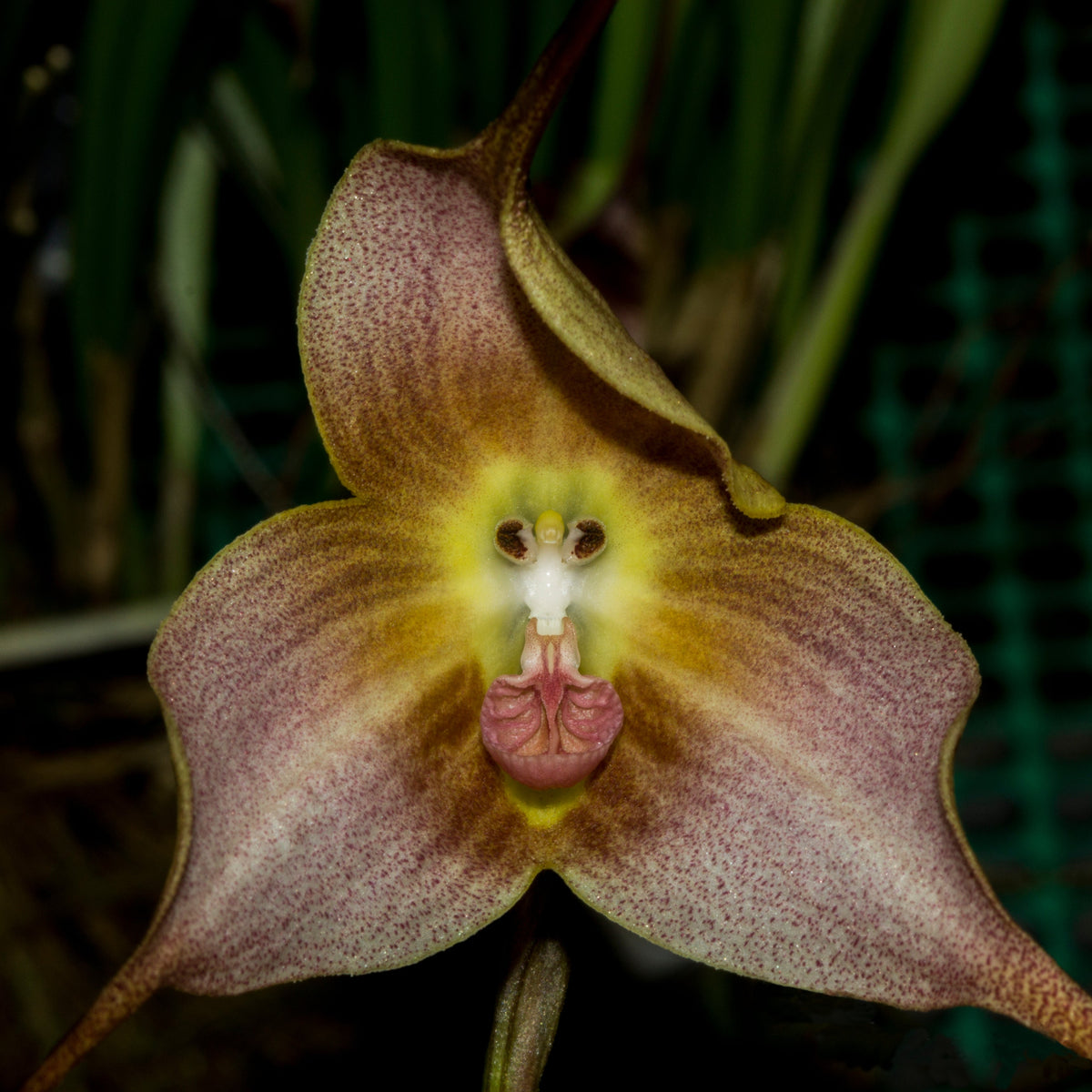 Brown Dracula Flower seeds for Planting Cut Flower Favorite Heirloom & GMO Free Seeds for Home Garden
 
 Sale seeds for home garden planting