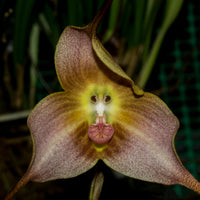 Brown Dracula Flower seeds for Planting Cut Flower Favorite Heirloom & GMO Free Seeds for Home Garden
 
 Sale seeds for home garden planting
