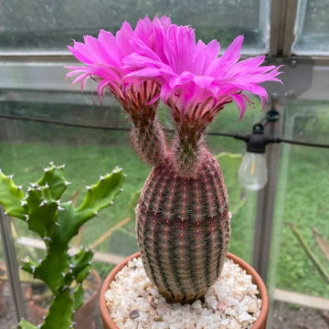 Violet Echinocereus Rigidissimus Flower seeds for Planting Colorful Display Heirloom & GMO Free Seeds for Home Garden 
 
 Sale seeds for home garden planting